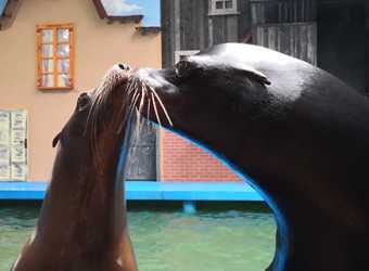 Wycieczka fakultatywna, Sea Park Sarbsk