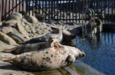 Wycieczka fakultatywna, Wycieczka autokarowa na Półwysep Helski