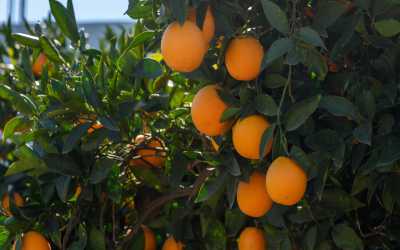 !tr_error=pl->wycieczka_objazdowa!, Odwiedź mnie na Cyprze i zwiedź ze mną cały Cypr wszystko w cenie